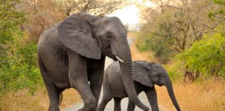 Two West Africa Elephants Trekking Through Africa Wildlife in Kenya