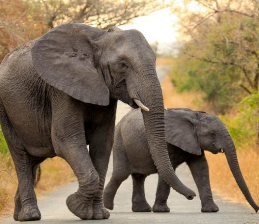 Two West Africa Elephants Trekking Through Africa Wildlife in Kenya