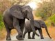 8 Reasons Why You Should Visit Kenya Wildlife in Kenya