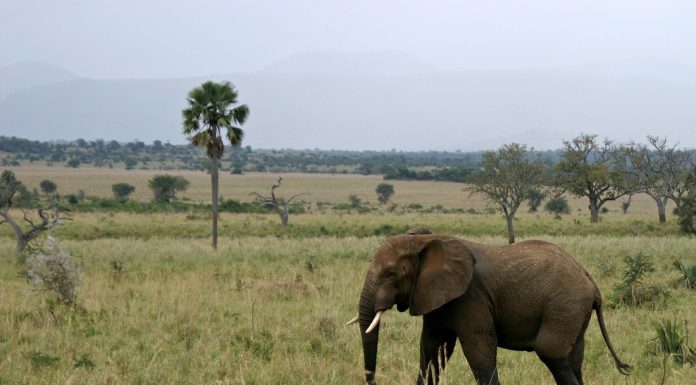 Top African Safari Destinations to Visit in 2024