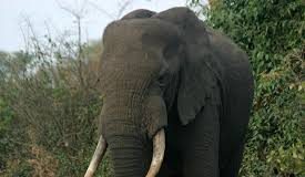 Ugandan Elephants Make Triumphant Return to Virunga National Park in 2020