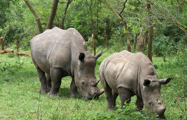 Rhinos in Ziwa