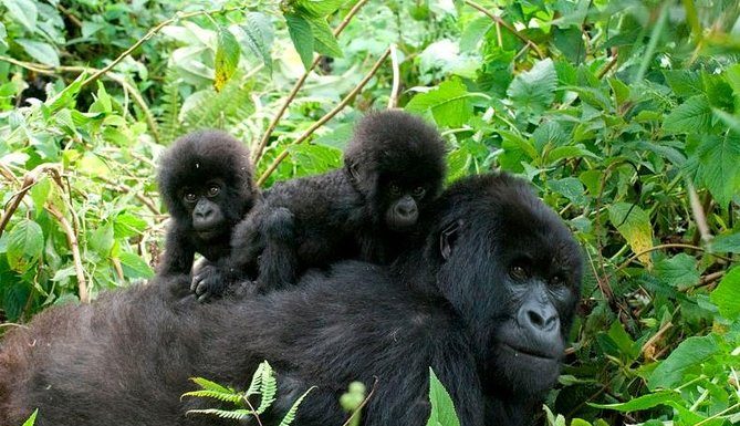 Exclusive Fly Uganda Safari – Wildlife & Gorilla Tours