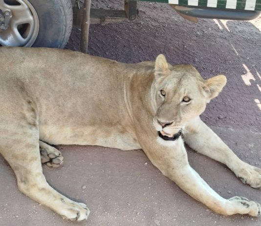 Best 2024/2025 Safari Experiences in East Africa